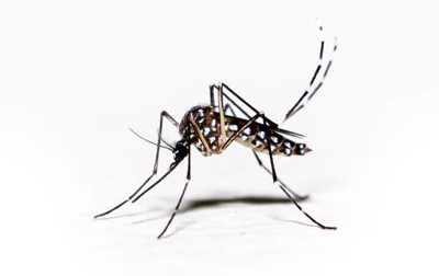 Bệnh sốt xuất huyết dengue và những điều có thể bạn chưa biết